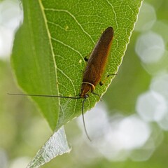 Pseudophyllodromiinae