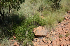 Cryptolepis oblongifolia