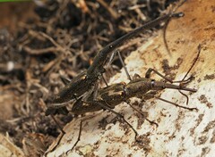 Lasiorhynchus barbicornis