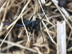 Auplopus architectus metallicus