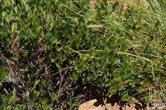 Cryptolepis oblongifolia