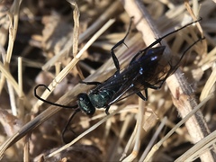 Auplopus architectus metallicus