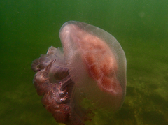 Pseudorhiza haeckeli