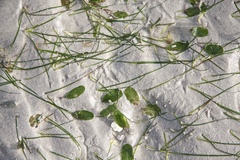 Halophila ovalis