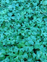 Hydrocotyle batrachium