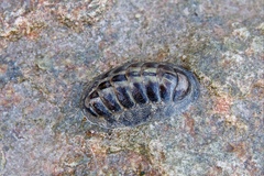 Chitonidae