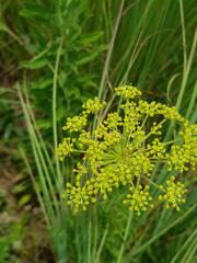 Heteromorpha involucrata