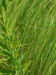 Heteromorpha involucrata