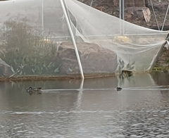 Malacorhynchus membranaceus