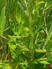 Heteromorpha involucrata