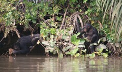 Pan troglodytes verus