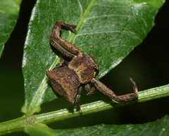 Thomisus scrupeus