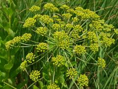 Heteromorpha involucrata