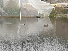 Malacorhynchus membranaceus