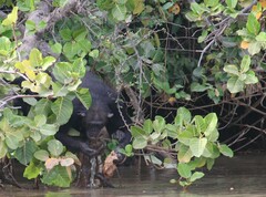 Pan troglodytes verus