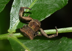 Thomisus scrupeus
