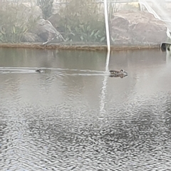 Malacorhynchus membranaceus