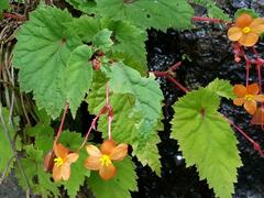 Begonia sutherlandii