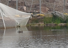 Malacorhynchus membranaceus