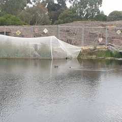 Malacorhynchus membranaceus