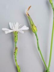 Lactuca inermis