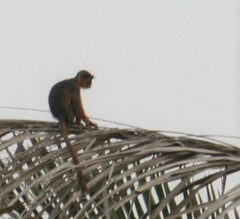 Piliocolobus badius