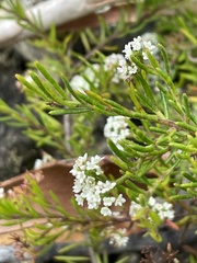 Platysace ericoides