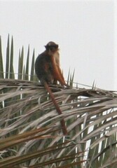 Piliocolobus badius