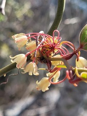 Smilax elongatoumbellata