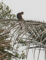 Piliocolobus badius