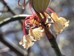 Smilax elongatoumbellata