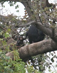 Pan troglodytes verus