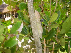 Furcifer verrucosus