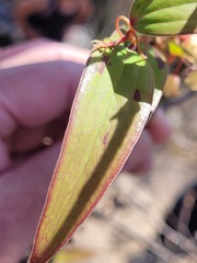 Smilax elongatoumbellata