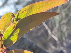 Smilax elongatoumbellata