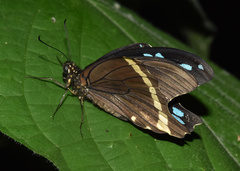 Papilio nireus lyaeus