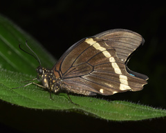 Papilio nireus lyaeus