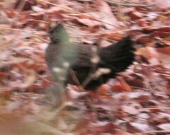 Ptilopachus petrosus