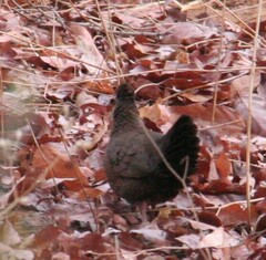 Ptilopachus petrosus