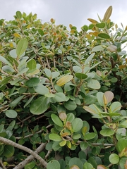 Ficus microcarpa latifolia