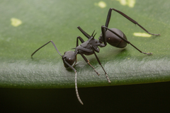 Polyrhachis abdominalis