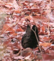 Ptilopachus petrosus