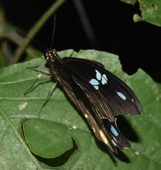 Papilio nireus lyaeus