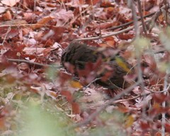 Ptilopachus petrosus