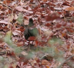 Ptilopachus petrosus