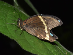 Papilio nireus lyaeus