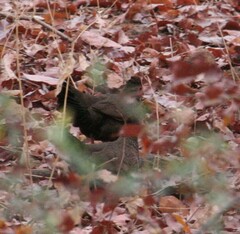 Ptilopachus petrosus