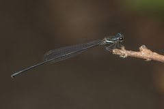 Prodasineura collaris