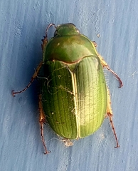 Stethaspis suturalis