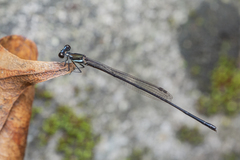 Prodasineura collaris